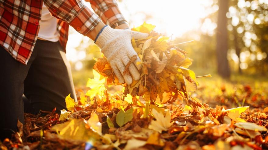 Hands picking up dead leaves from the ground