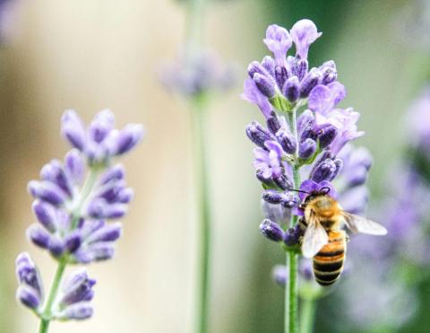 One Bee on a Purple Flower