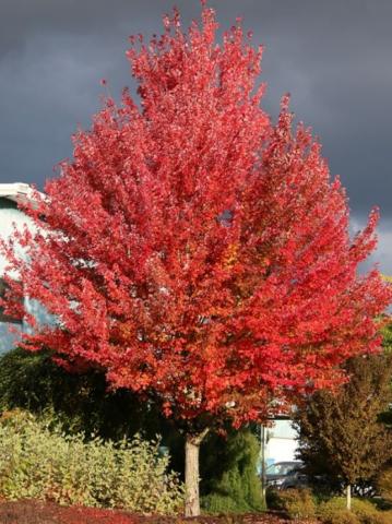 tree with red leaves