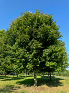 Redpoint Red Maple tree with green leaves