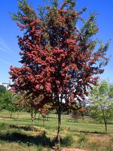 Crimson Cloud Hawthorn tree with red flowers