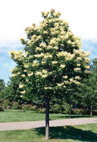 Ivory Silk lilac tree with white flowers