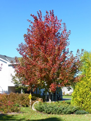 Matador Maple tree with red leaves