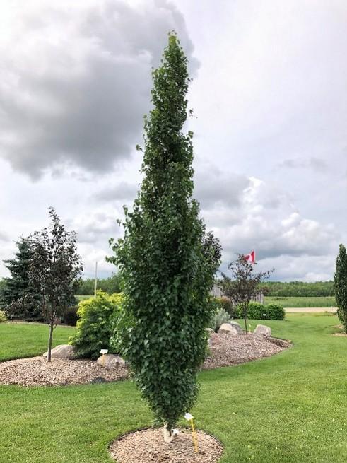 Parkland Pillar Birch green columnar tree