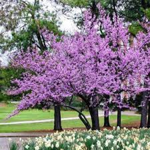 tree with purple flowers