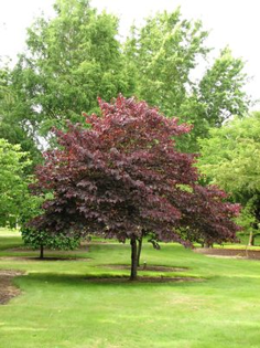 Forest Pansy Redbud tree with red leaves