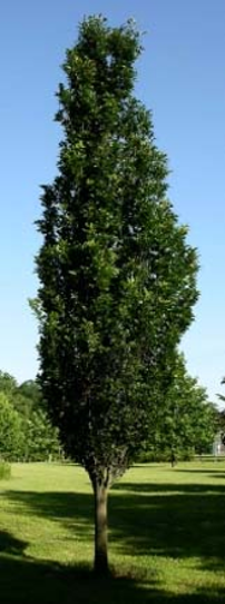 Green pillar oak tree with green leaves