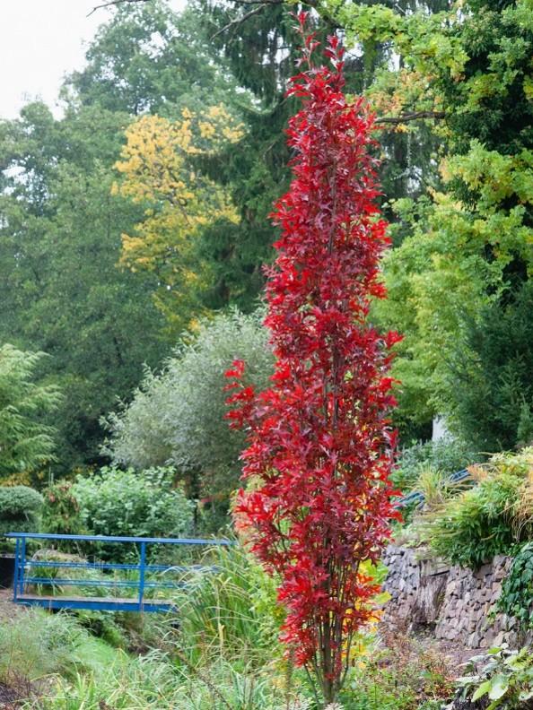 Green pillar oak tree with red leaves