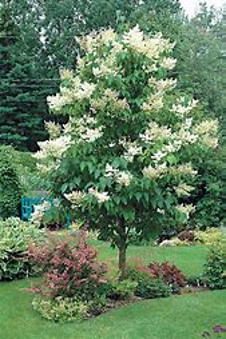 Ivory Silk lilac tree with white flowers
